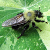 Bee-like Robber Fly
