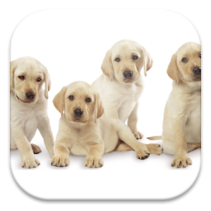 Perros, Primeros auxilios 1.0