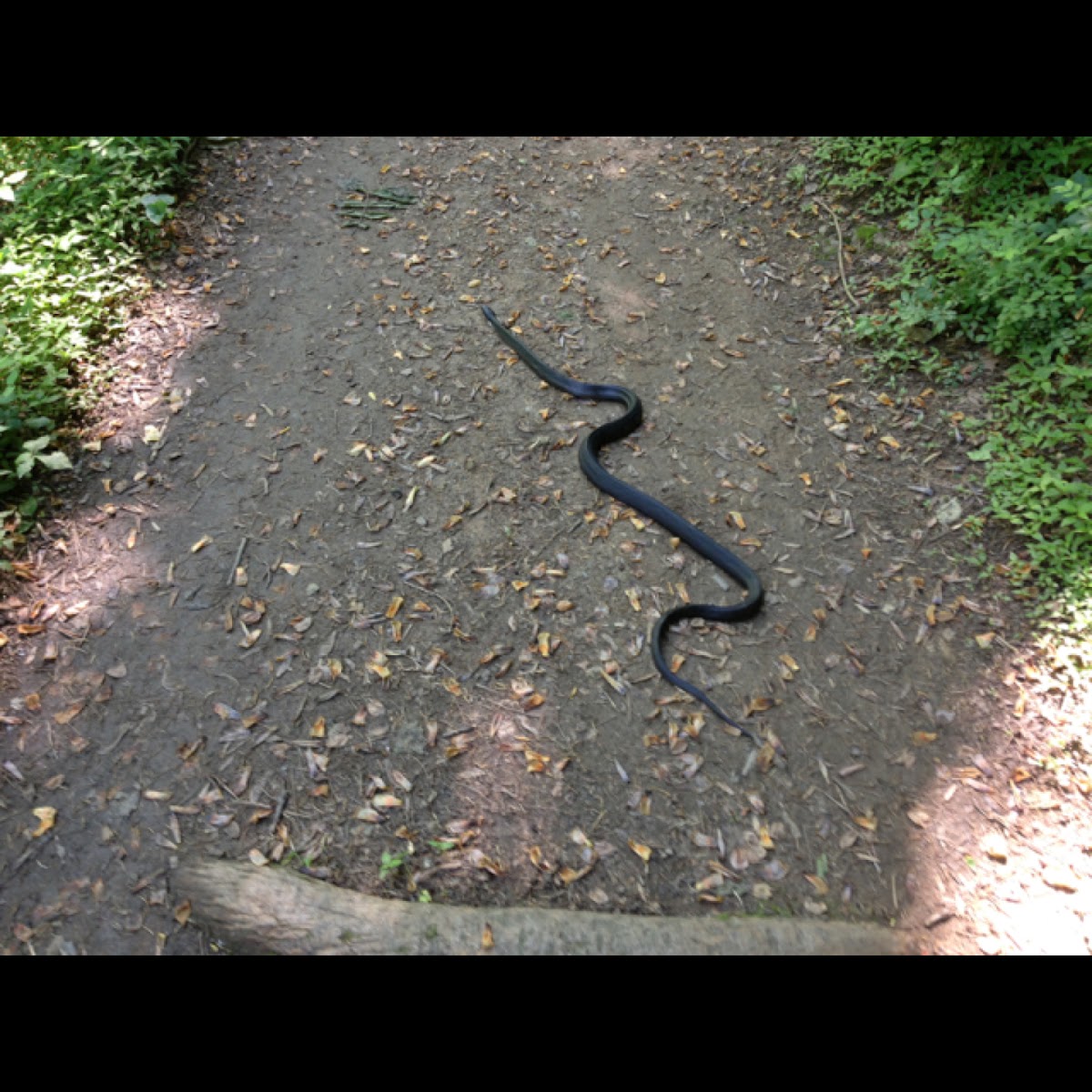 Black rat snake