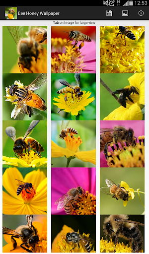 Bee Honey Wallpaper