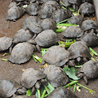 Sierra Negra tortoise