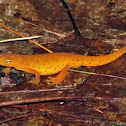 Red-spotted Newt (Red Eft)