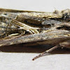 Dolichos Armyworm Moth