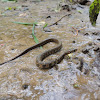 Blotched water snake