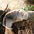 Red Belted Polypore