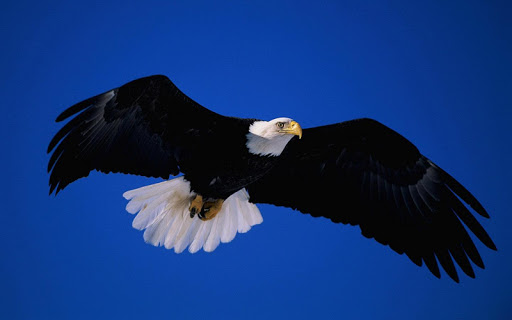 【免費個人化App】Eagle HD Wallpaper-APP點子