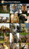 Baby Animal Wallpapers