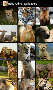Baby Animal Wallpapers(圖1)-速報App