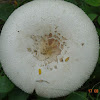 Parasol Mushroom