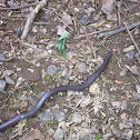 Eastern Wormsnake