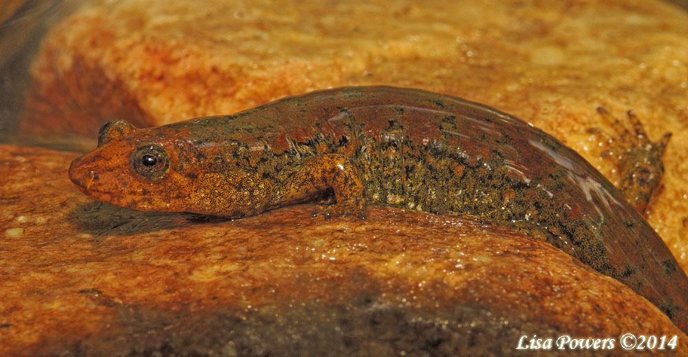 Black-bellied Salamander