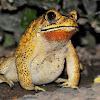 Common Asian Toad