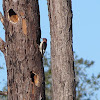 Red-headed Woodpecker (Juvenile)