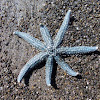 Tangaroa wae whitu (NZ Seven-armed starfish)