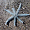 Tangaroa wae whitu (NZ Seven-armed starfish)