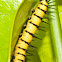 Doris Longwing Caterpillar