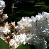 White French Lilac or Double Layered Lilac