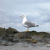 Yellow-legged gull. Gaviota patiamarilla