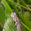 dragonfly nymph case