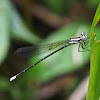 Dancer Damselfly