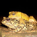 Toad Pair in Amplexus