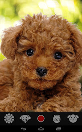 Pet Camera    for dogs & cats poster 1