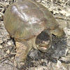 Common Snapping Turtle