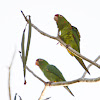 Finsch's parakeets