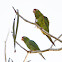 Finsch's parakeets