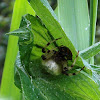 Shamrock Spider (female)