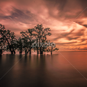 Trees of Life by Sofarianty Agustin - Landscapes Sunsets & Sunrises