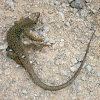 Ocellated Lizard (Spain)