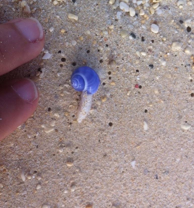 Violet Sea Snail