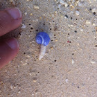 Violet Sea Snail