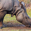 Indian Rhinoceros