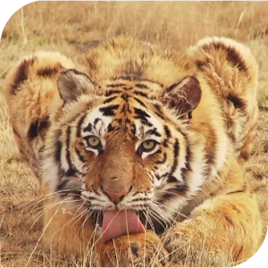 Tiger Live Wallpaper.apk 2.0