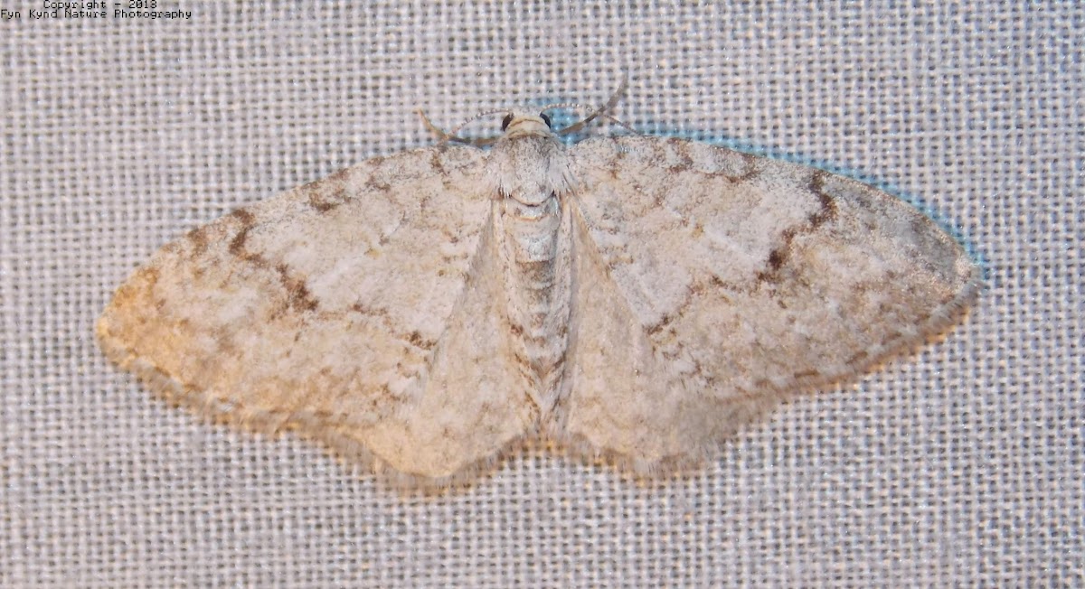 Brown-shaded Carpet