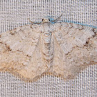 Brown-shaded Carpet
