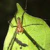 nephila spider (male)