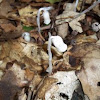 Ghost Plant, Indian Pipe, or Corpse Plant 