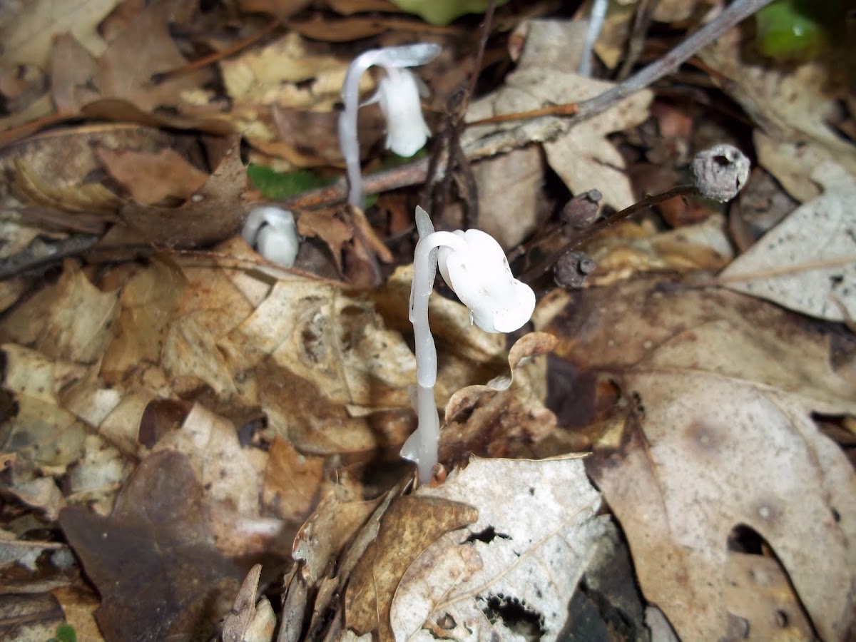 Ghost Plant, Indian Pipe, or Corpse Plant 