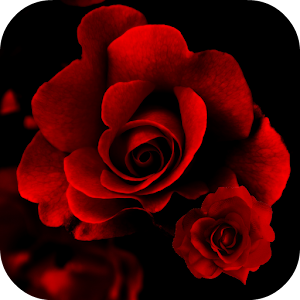 Download Roses Live Wallpaper For PC Windows and Mac