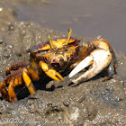 West African Fiddler Crab