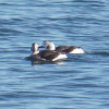 Long-tailed Duck (female)