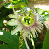 Granadilla flower