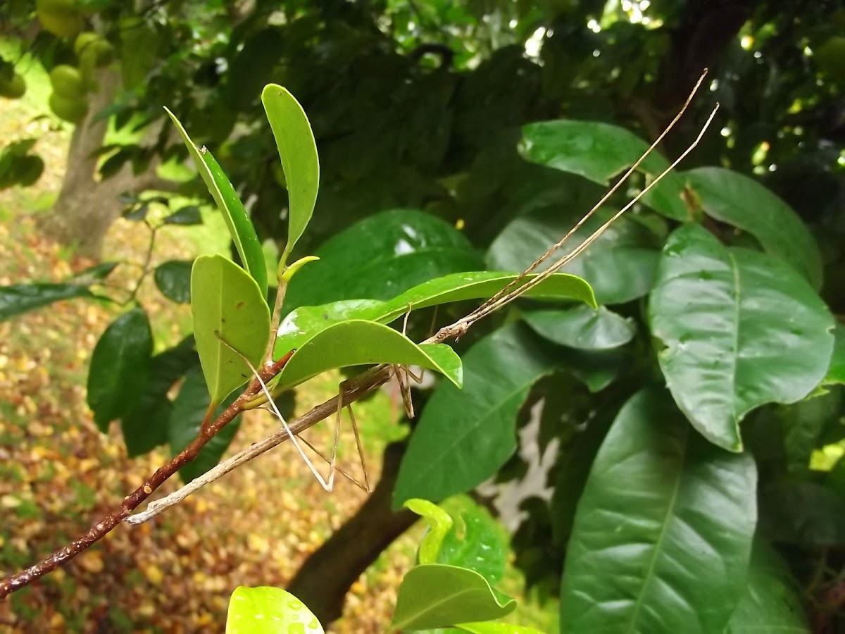 Crown stick insect