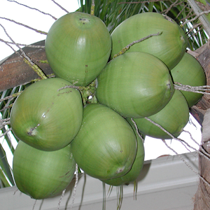 Coconut Matching 1.0