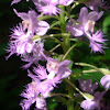 Small purple-fringed orchid
