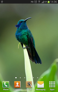 Amazing Hummingbirds Wallpaper(圖5)-速報App