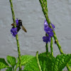 Southern Carpenter Bee